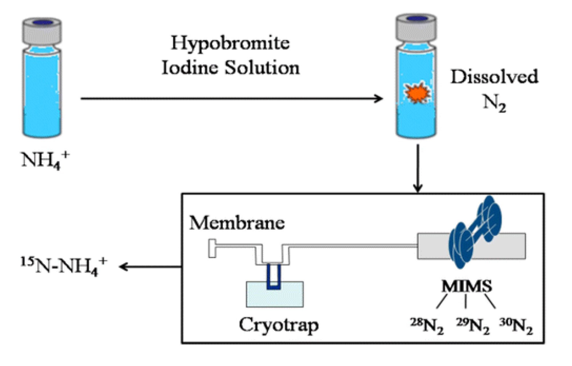Figure 5: A typical experimental procedure used to perform MIMS analysis of 15N:14N ratios.