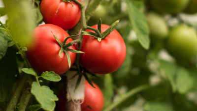 Organic vs. Conventional Foods: How to Distinguish Bio from Non-Bio