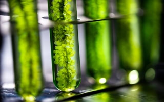 Algae Research