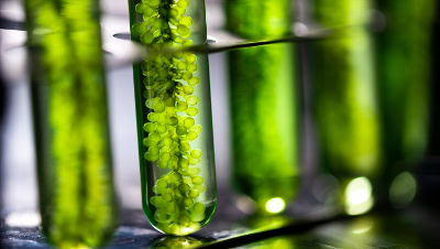 Harnessing the Power of the HPR-40 DSA for Innovative Algae Research